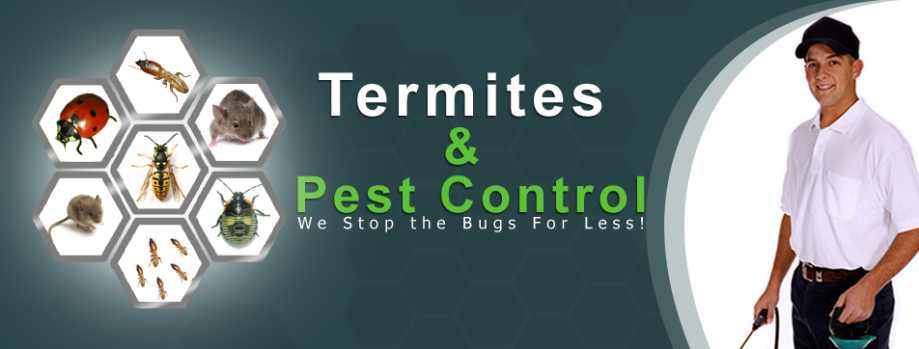 Best Termite Control Company in Dhaka