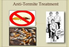 Anti Termite Treatment for entire building in Dhaka